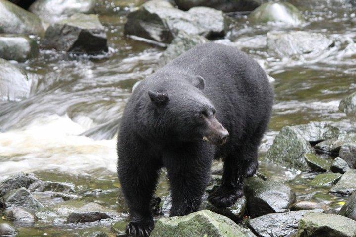 bear 3 - Tofino & Ucluelet Real Estate