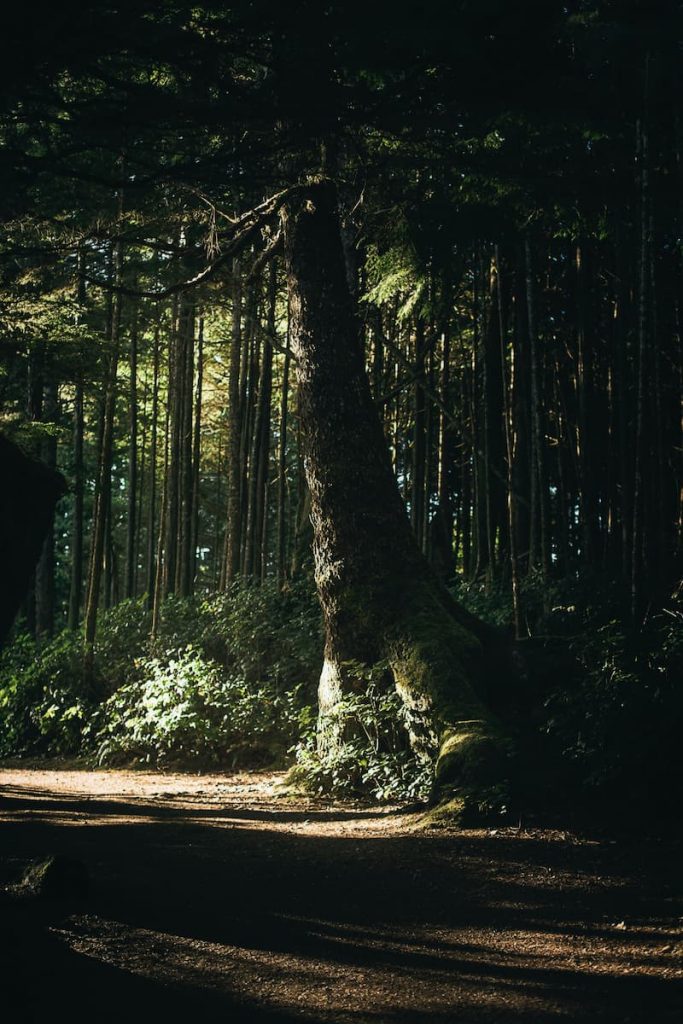 Wild Pacific Trail in Ucluelet