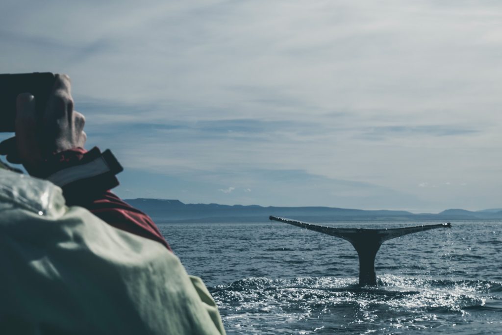 Image of a whale's tail coming out of the water in the ocean off Ucluelet's shore