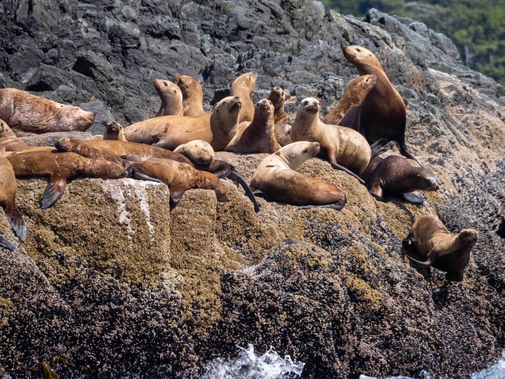 Image of sea lions sitting on the rocky in Ucluelet