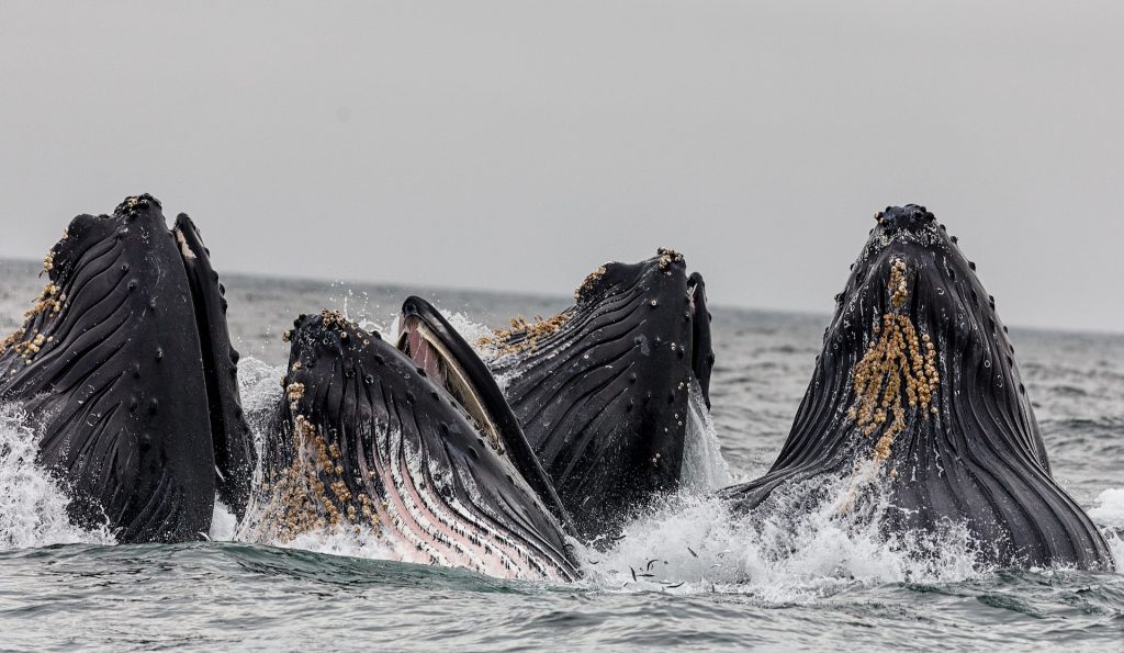 Image of four humpback whales surfacing the ocean in Ucluelet